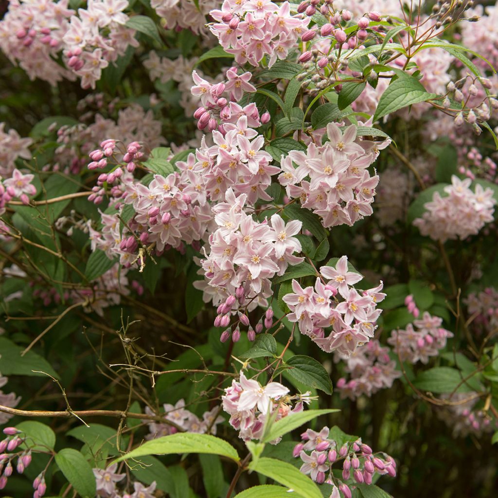 Deutzia Yuki Cherry Blossom - Deutzie