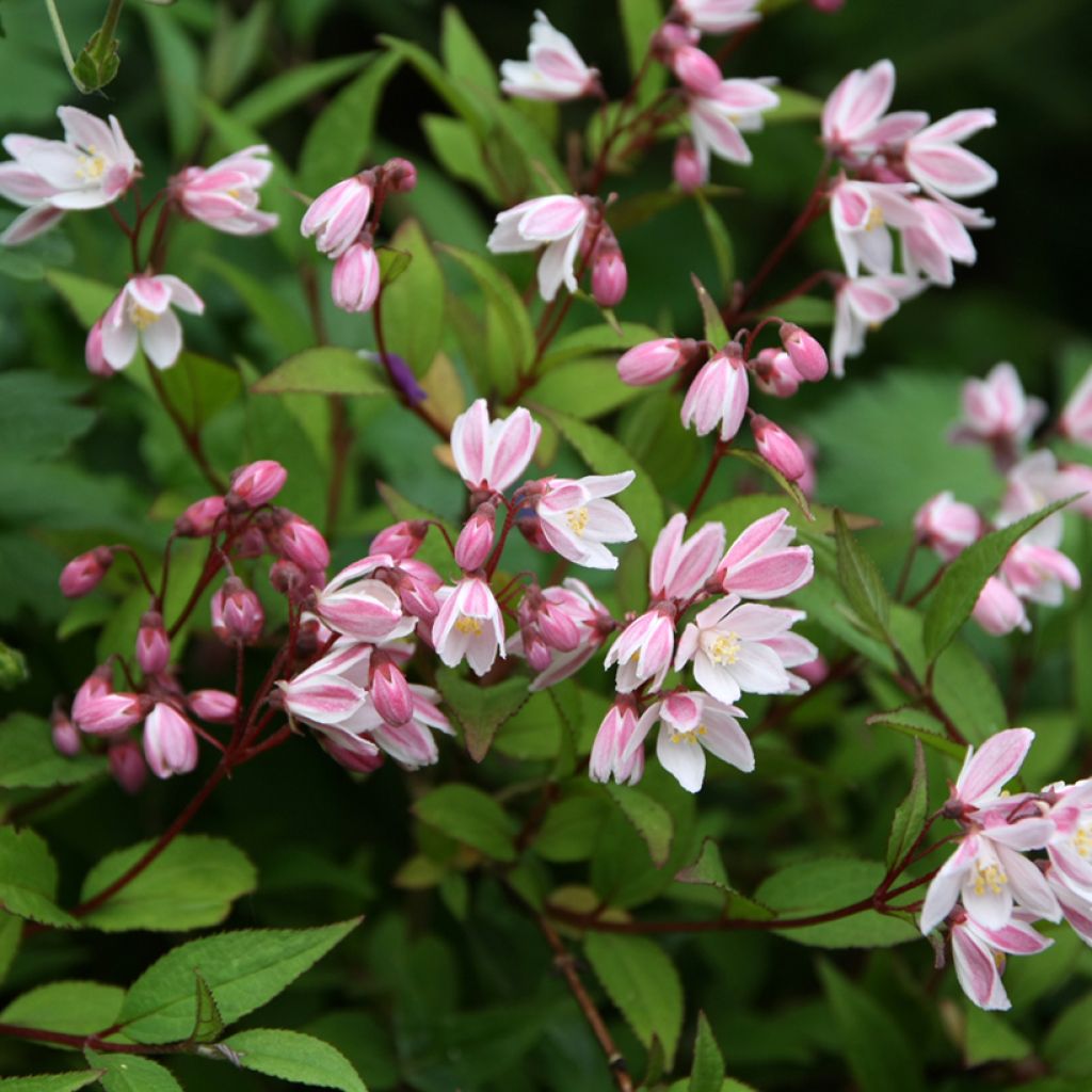 Deutzia Yuki Cherry Blossom - Deutzie