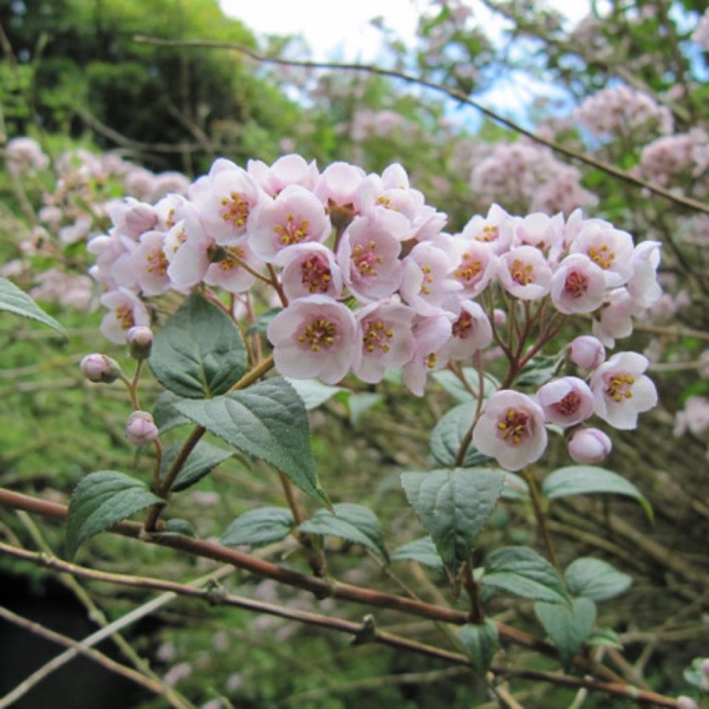 Deutzia compacta Lavender Time - Deutzie