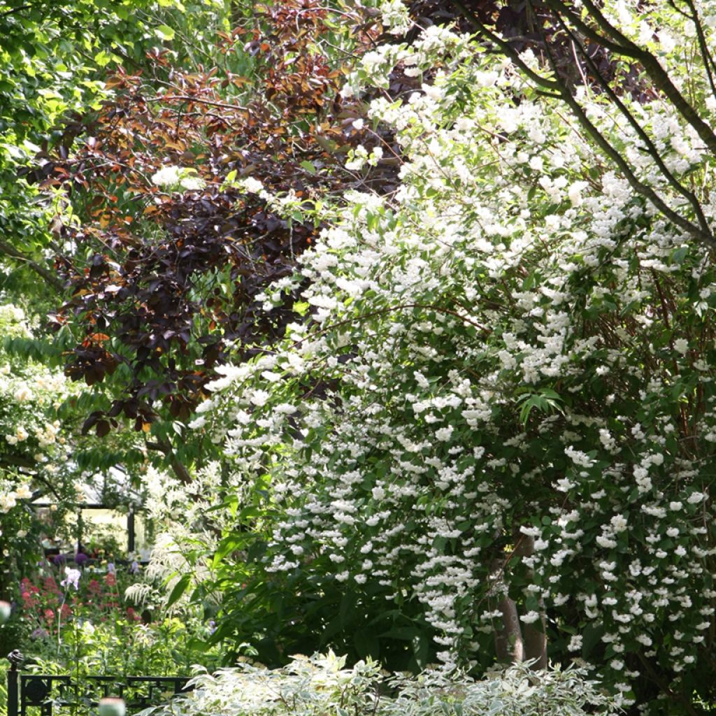 Deutzia crenata Pride of Rochester - Scharfe Deutzie