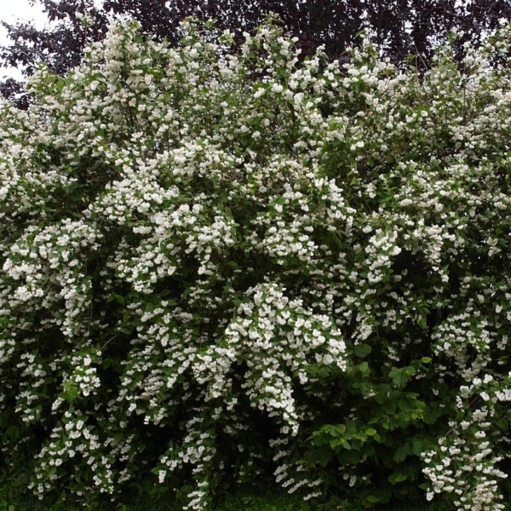 Deutzia crenata Pride of Rochester - Scharfe Deutzie