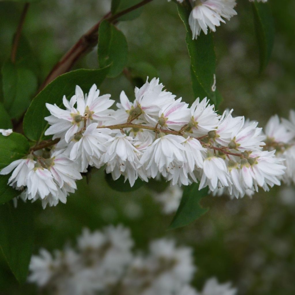 Deutzia crenata Pride of Rochester - Scharfe Deutzie