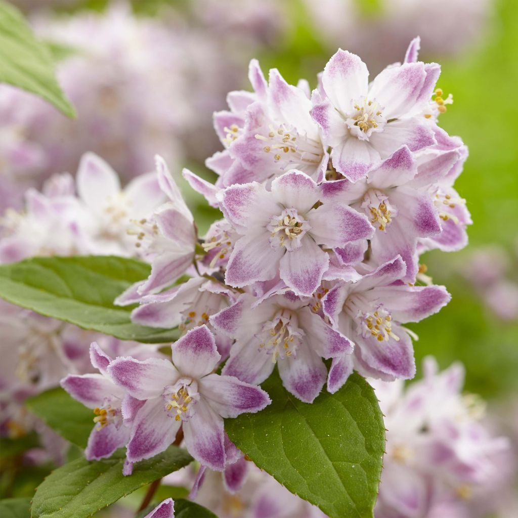 Deutzia Raspberry Sundae - Deutzie