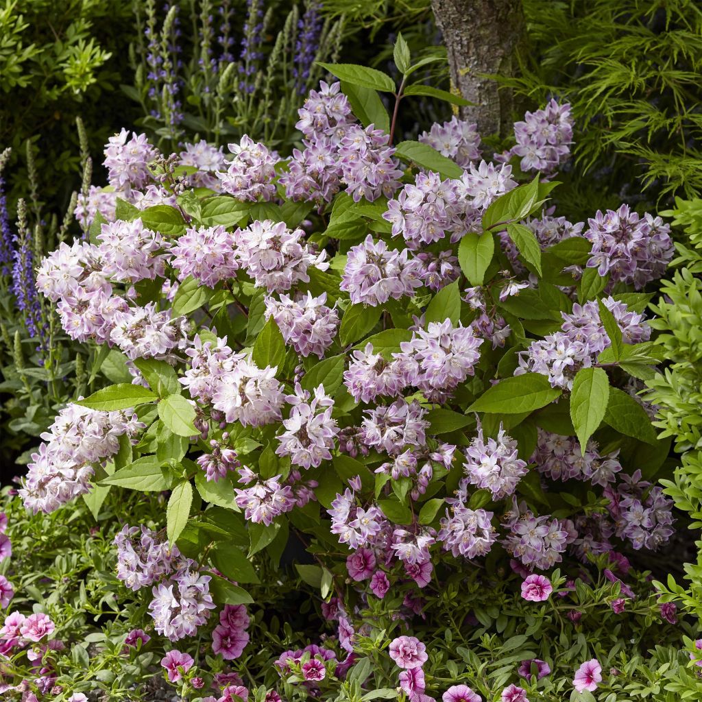 Deutzia hybride Raspberry Sundae - Deutzie