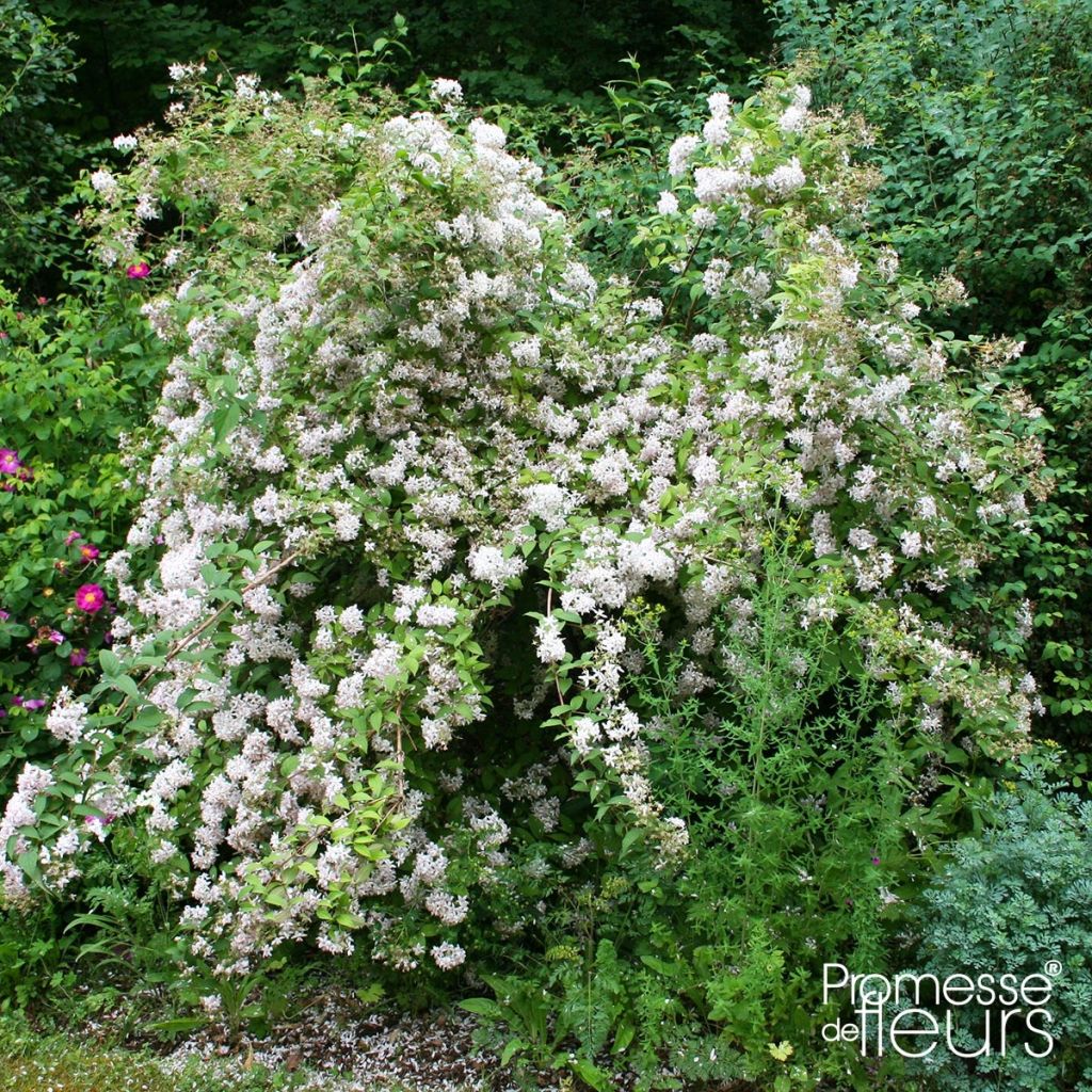 Deutzia scabra - Deutzie rude