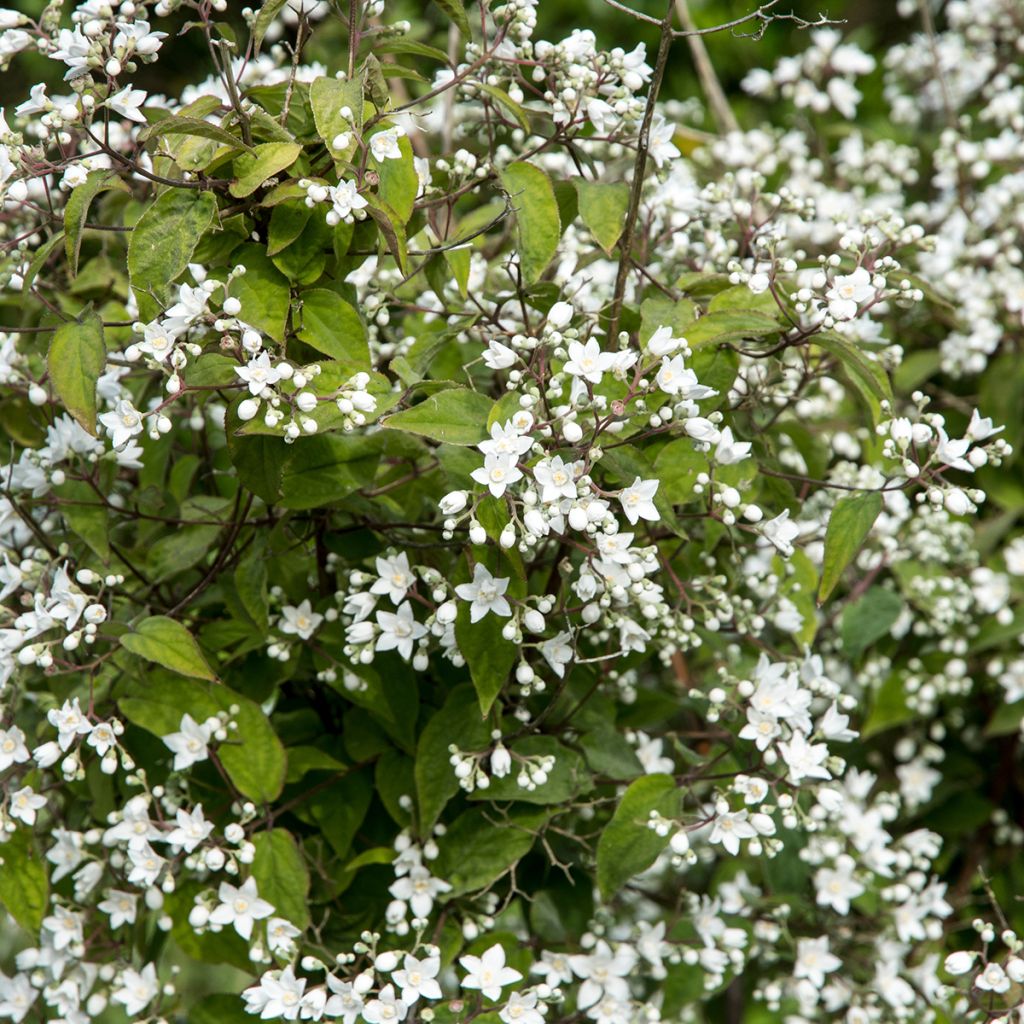 Deutzia setchuenensis var. corymbiflora - Sichuan-Deutzie