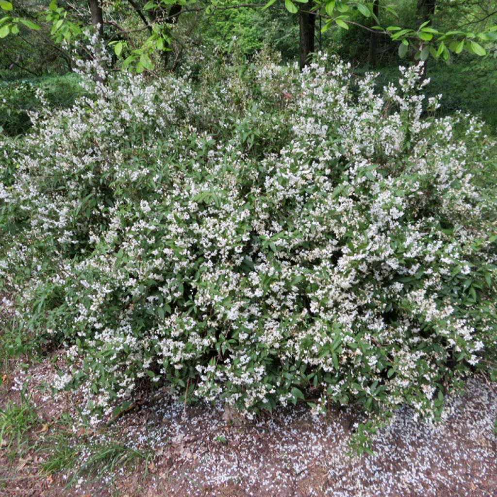 Deutzia lemoinei - Sternchenstrauch