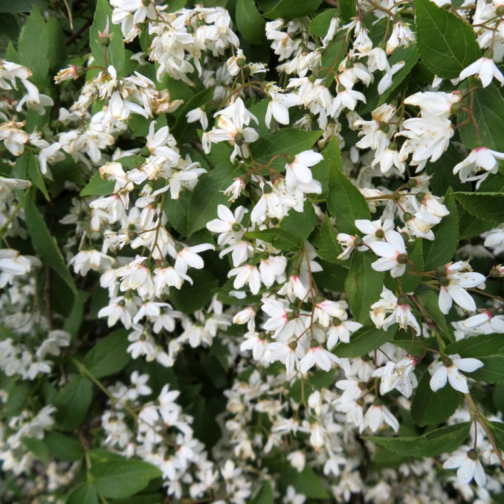 Deutzia lemoinei - Sternchenstrauch