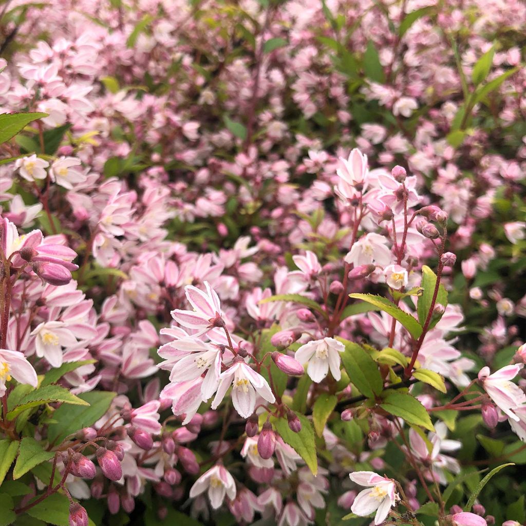 Deutzia Yuki Cherry Blossom - Deutzie