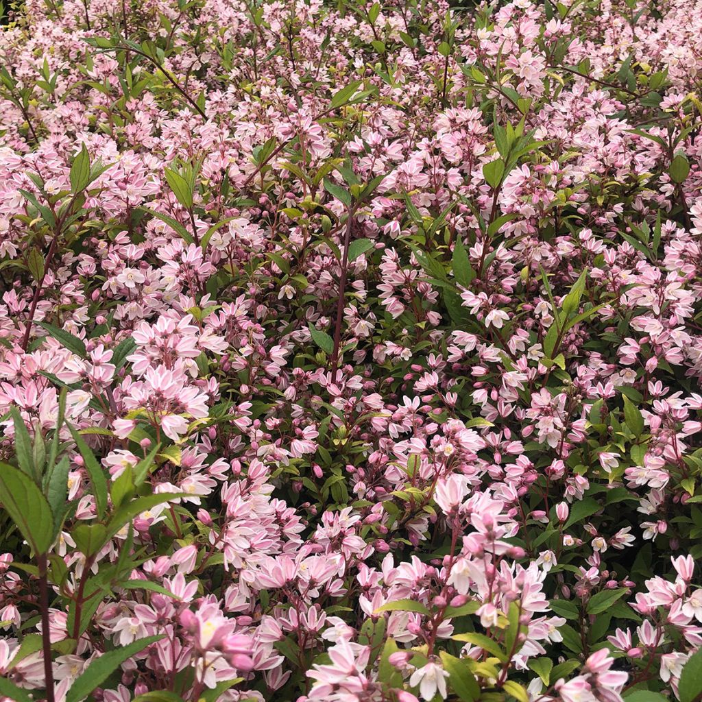 Deutzia Yuki Cherry Blossom - Deutzie