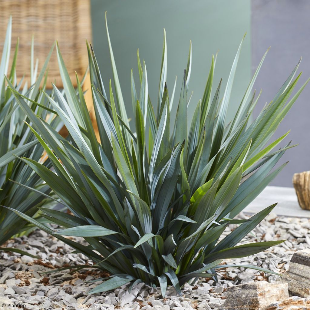 Dianella Blue Ripple - Blaue Flachslilie