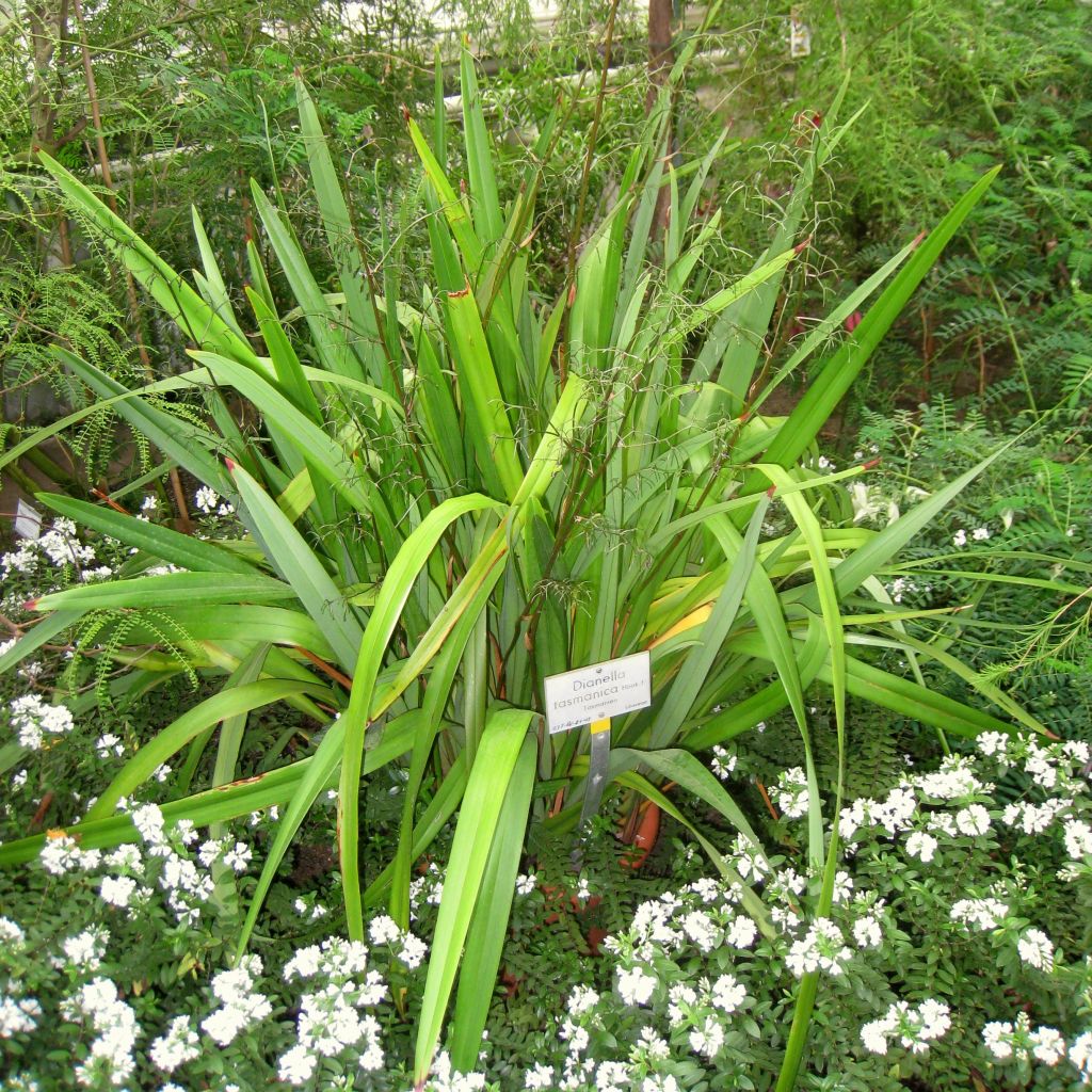 Dianella tasmanica - Tasmanische Flachslilie