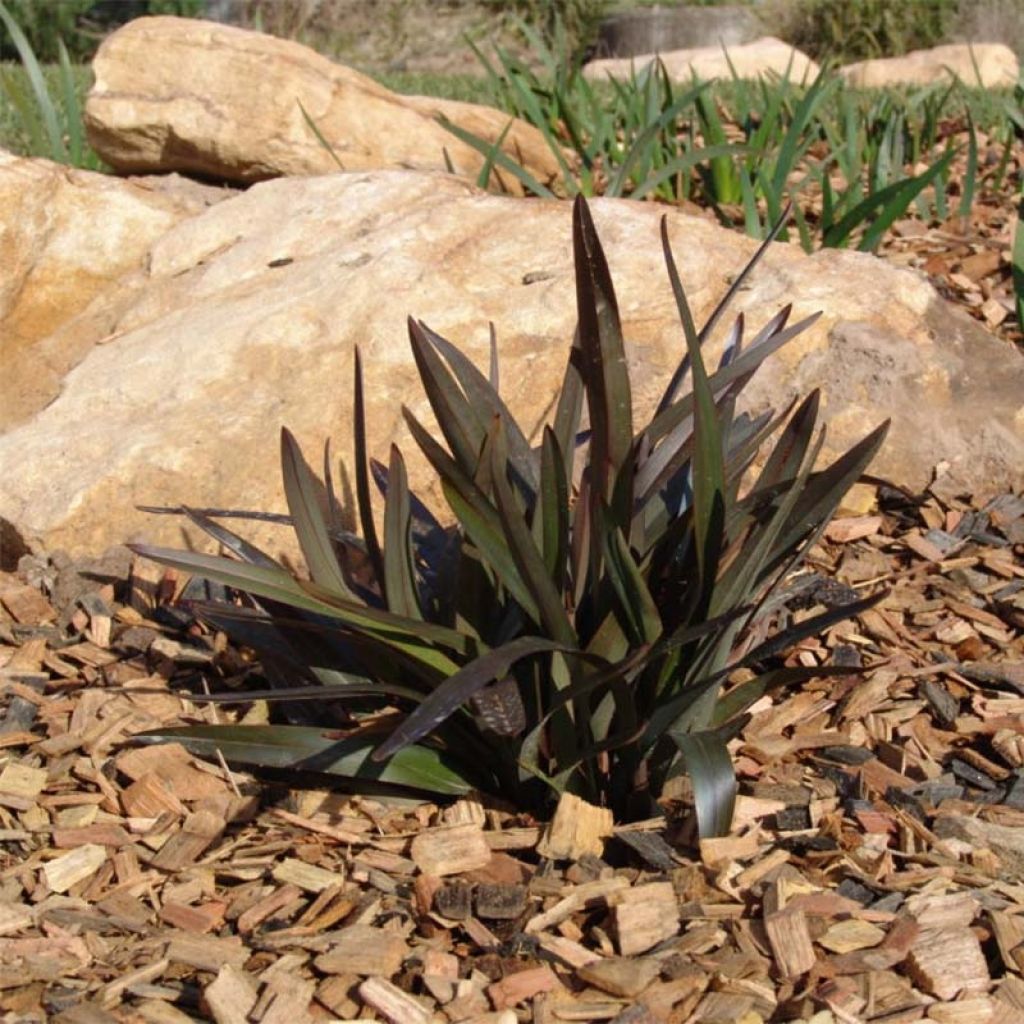 Dianella tasmanica Blaze - Blaue Flachslilie