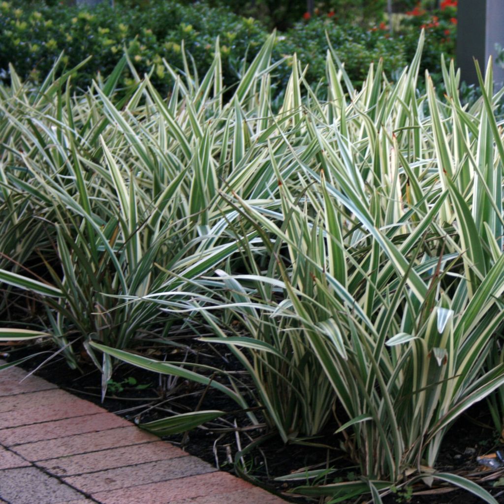 Dianella tasmanica Variegata