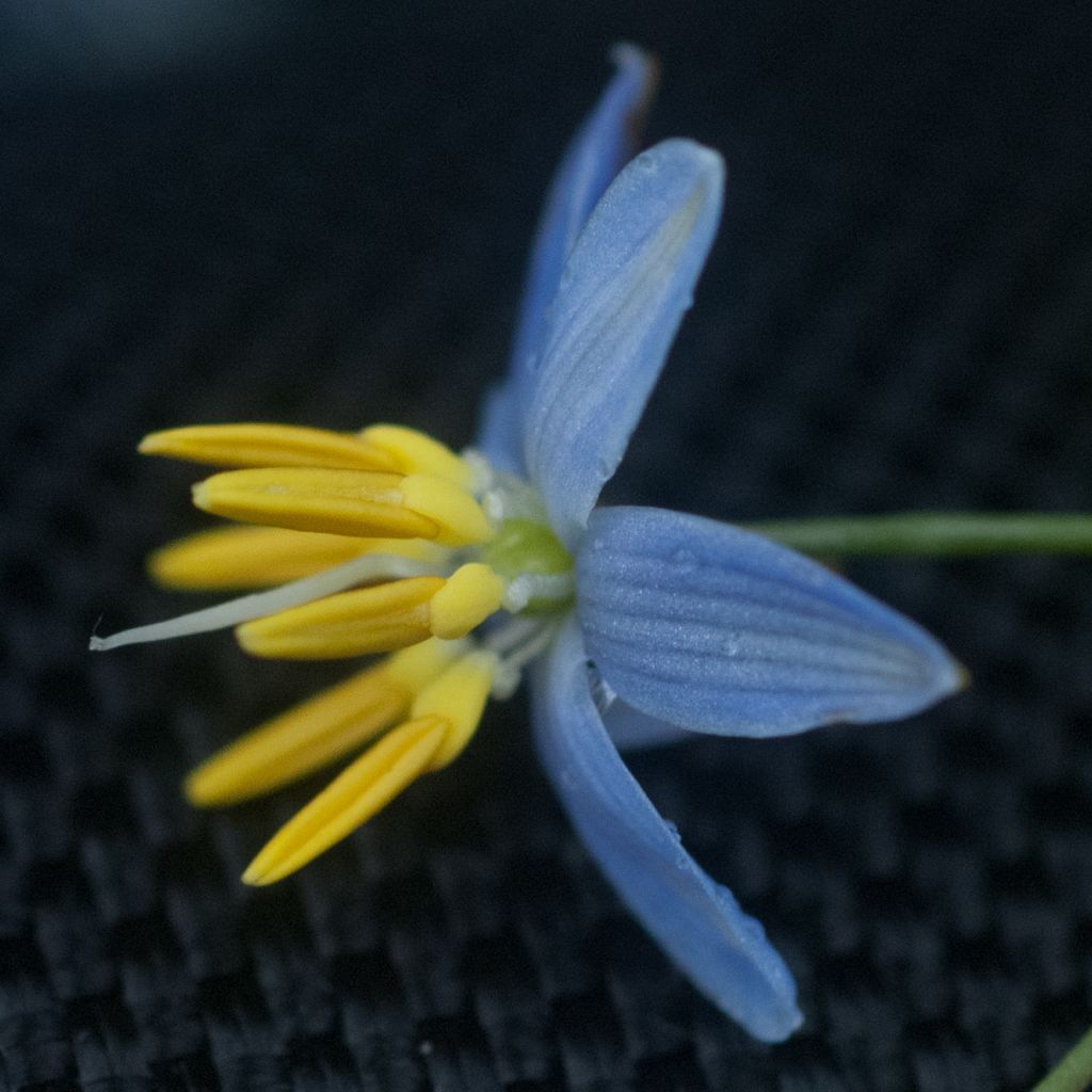 Dianella tasmanica Variegata