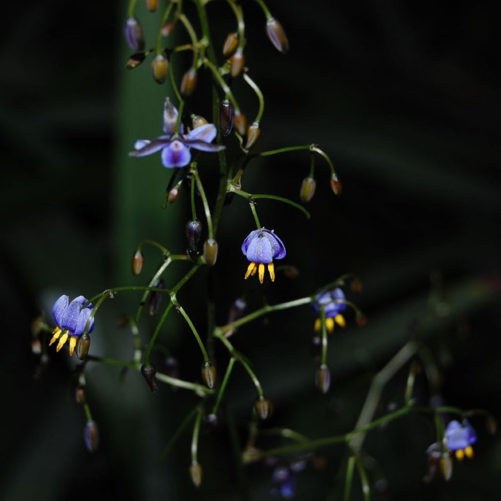 Dianella tasmanica Variegata