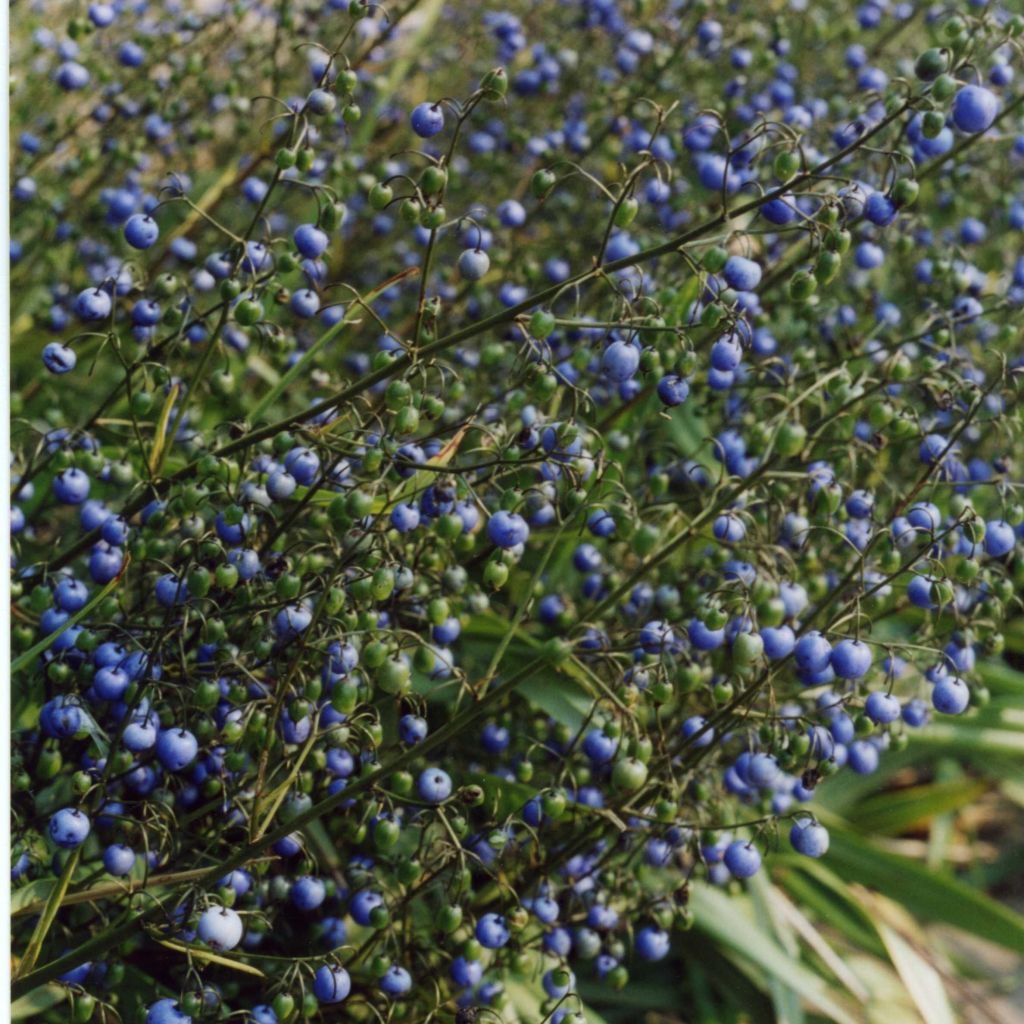 Dianella tasmanica Variegata