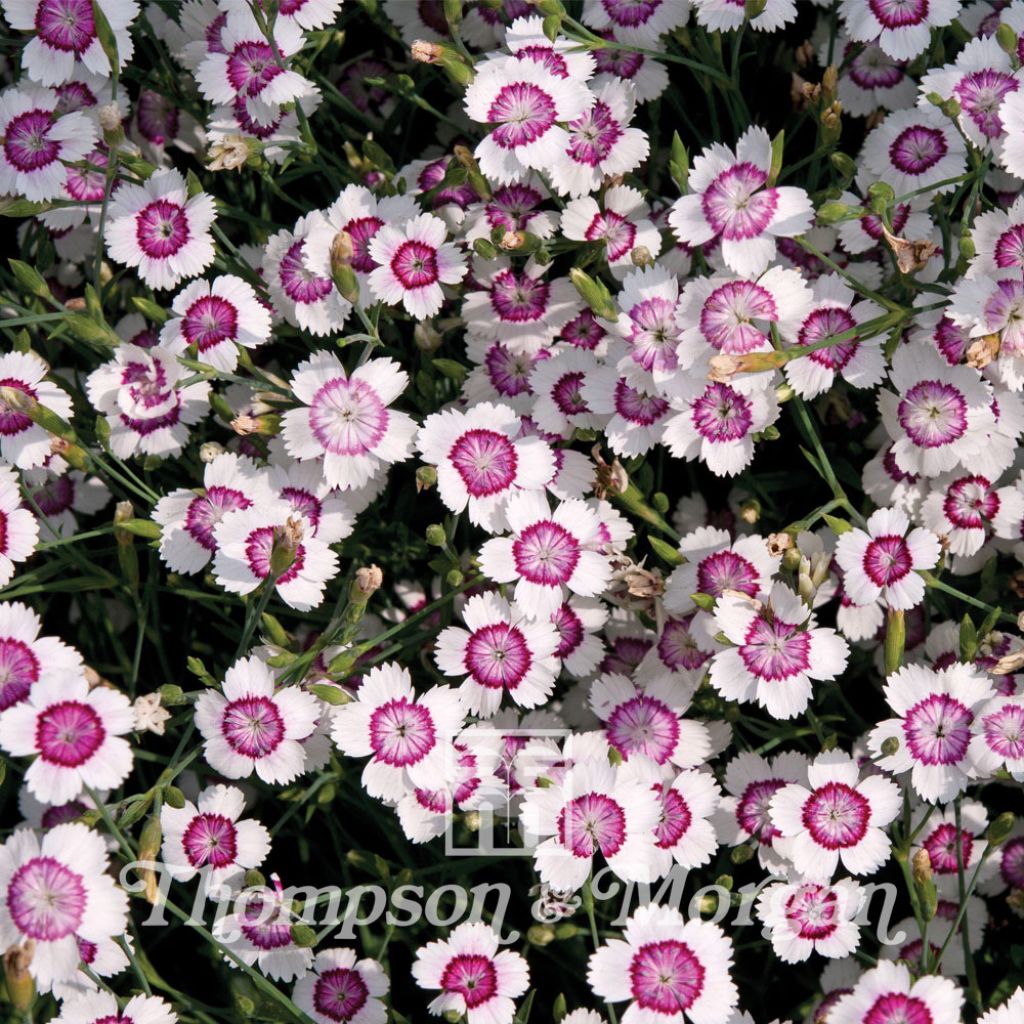 Heide-Nelke Arctic Fire (Samen) - Dianthus deltoides