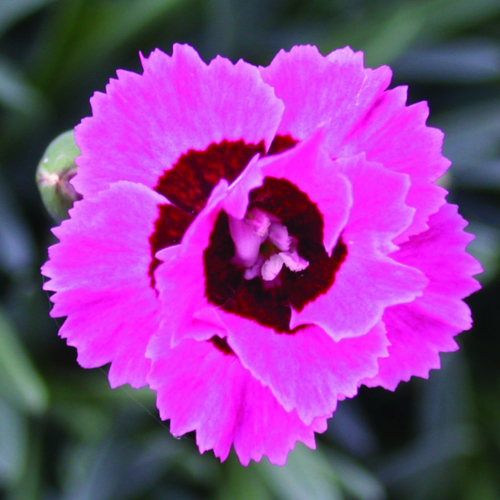 Garten-Nelke Evening Star - Dianthus