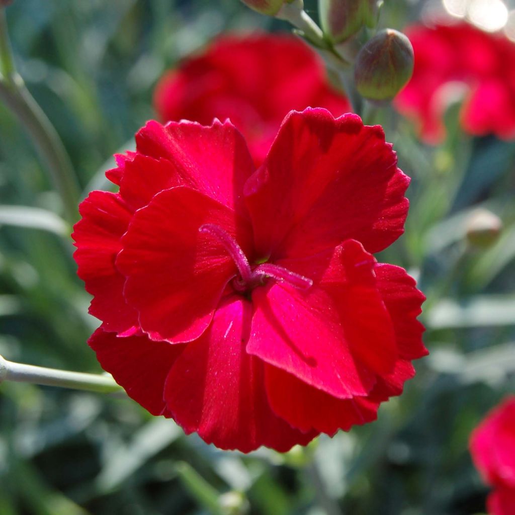 Dianthus alwoodii Fusilier - Garten-Nelke