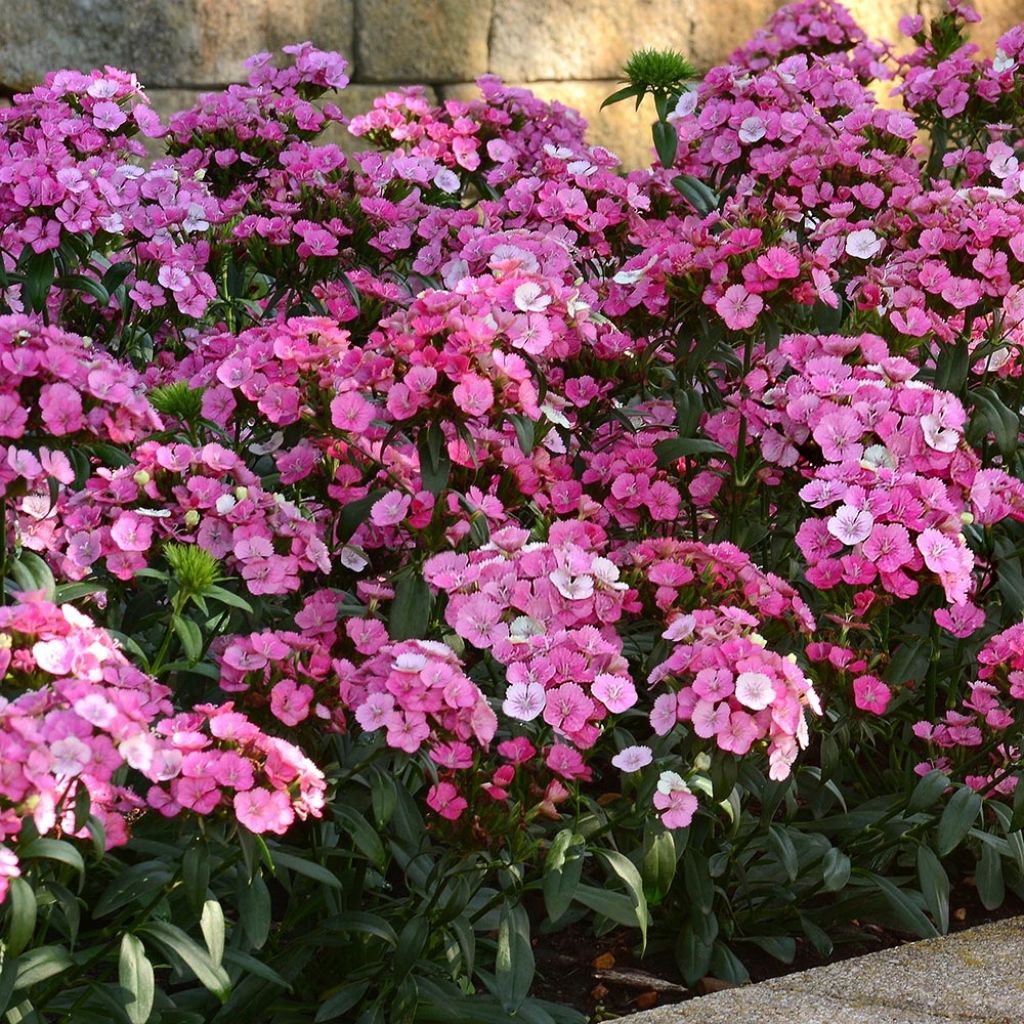 Dianthus barbatus Jolt Pink Magic - Bartnelke