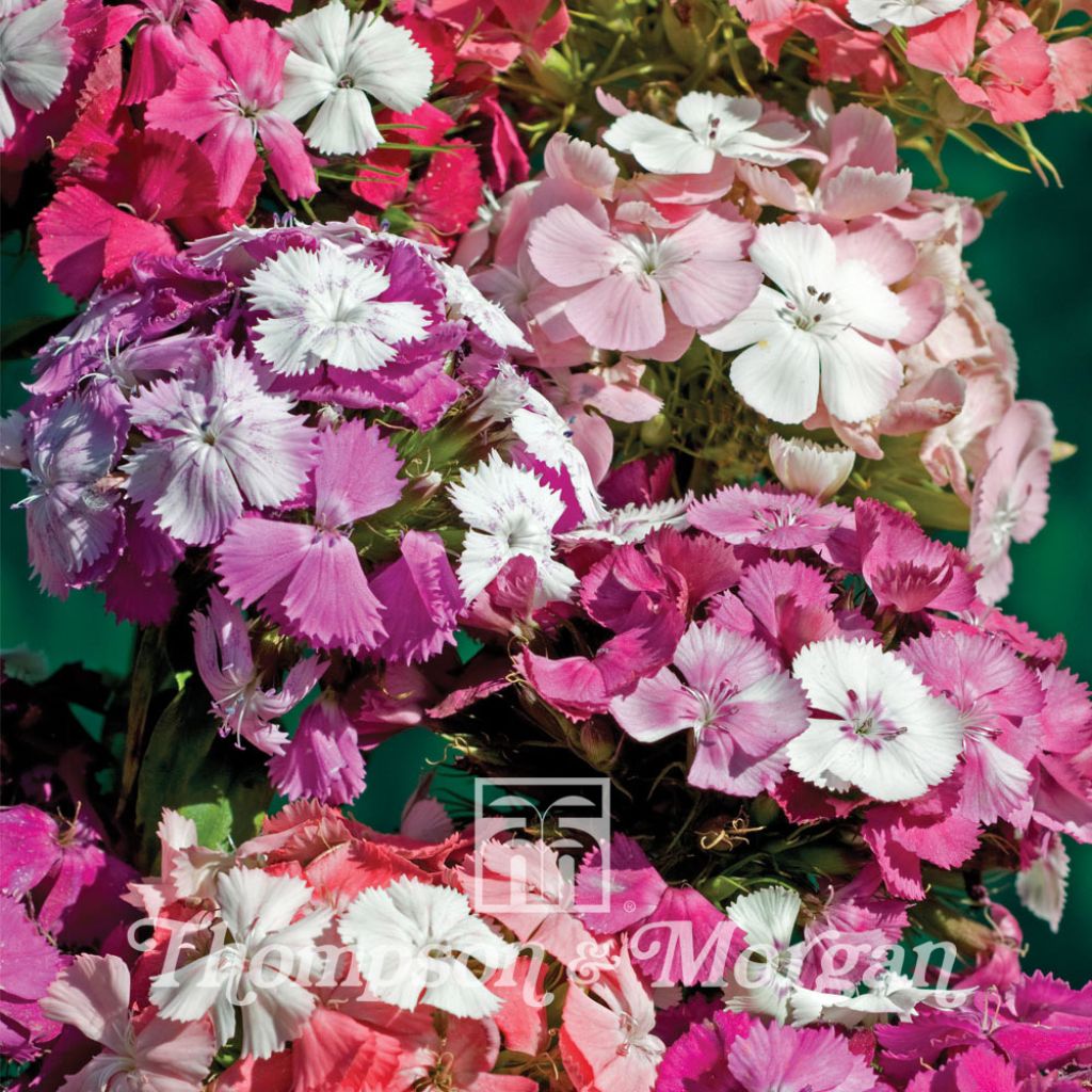 Dianthus barbatus Kaleidoscope Mixed (Samen) - Bartnelke