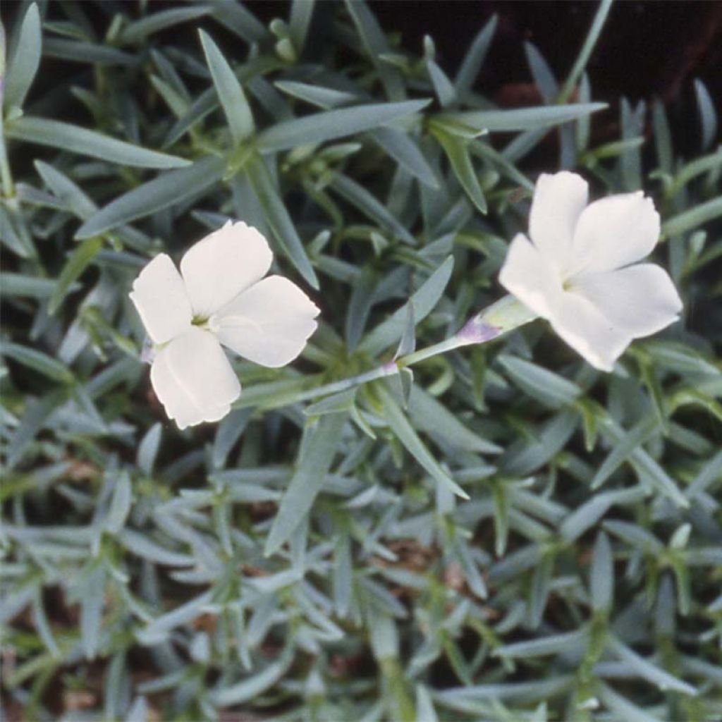 Pfingst-Nelke La Bourboule Alba - Dianthus gratianopolitanus