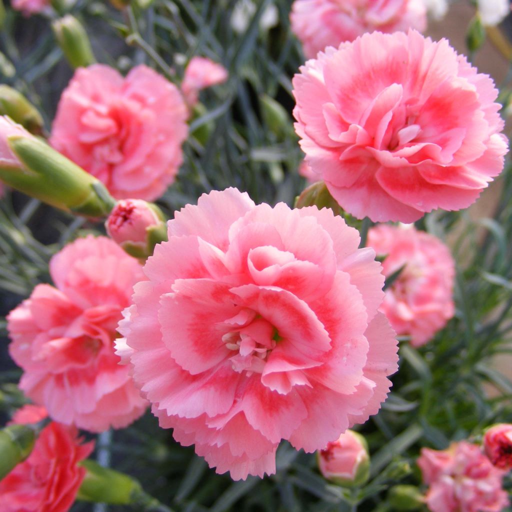 Feder-Nelke Scent First Romance - Dianthus plumarius