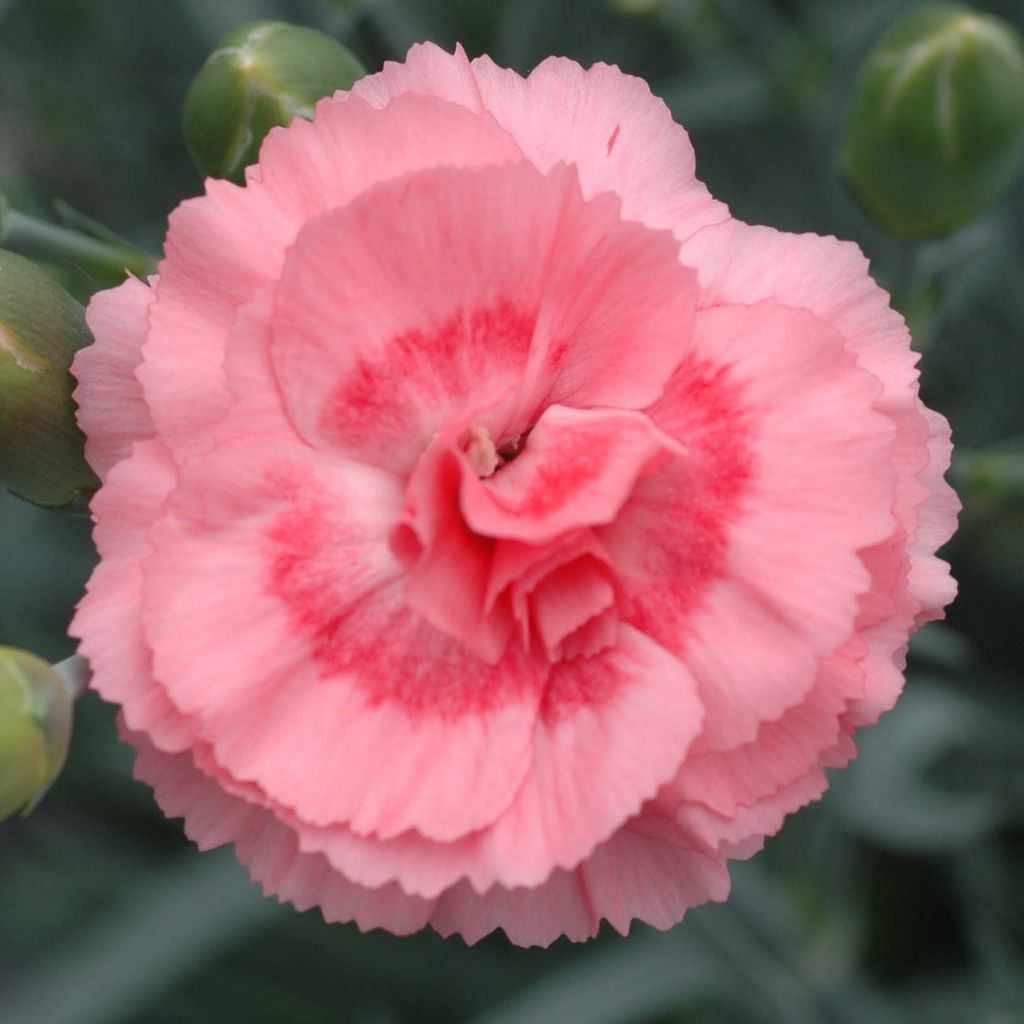 Dianthus (Plum. Gr.) Scent First® Romance - Oeillet mignardise.