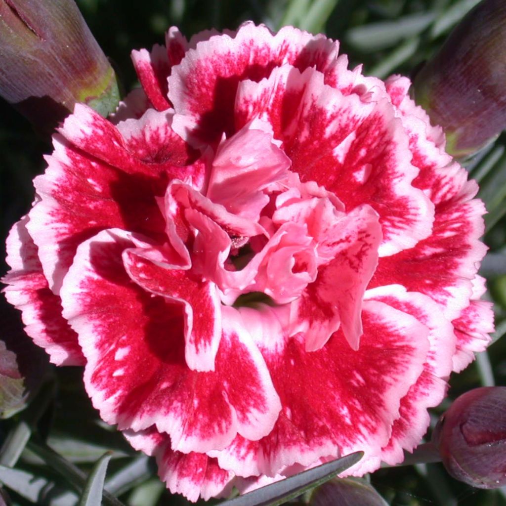 Feder-Nelke Scent First Sugar Plum - Dianthus plumarius