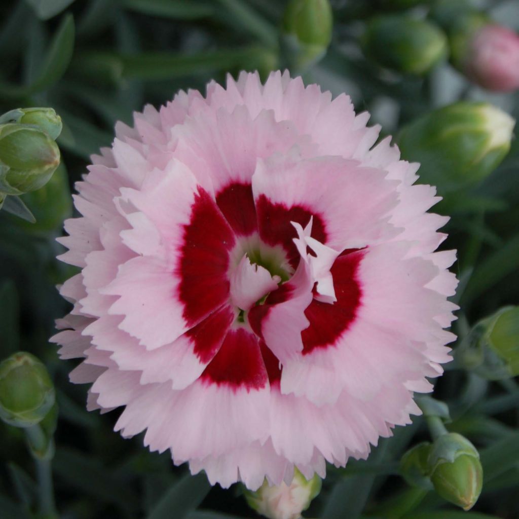 Feder-Nelke Scent First Raspberry Sundae - Dianthus plumarius