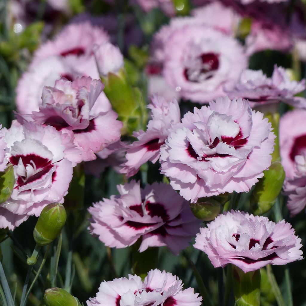 Feder-Nelke Scent First Raspberry Sundae - Dianthus plumarius