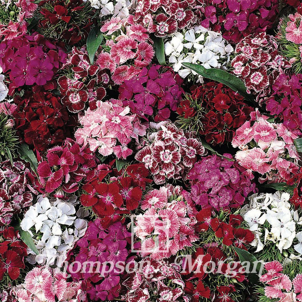 Dianthus barbatus Summer Sundae (Samen) - Bartnelke