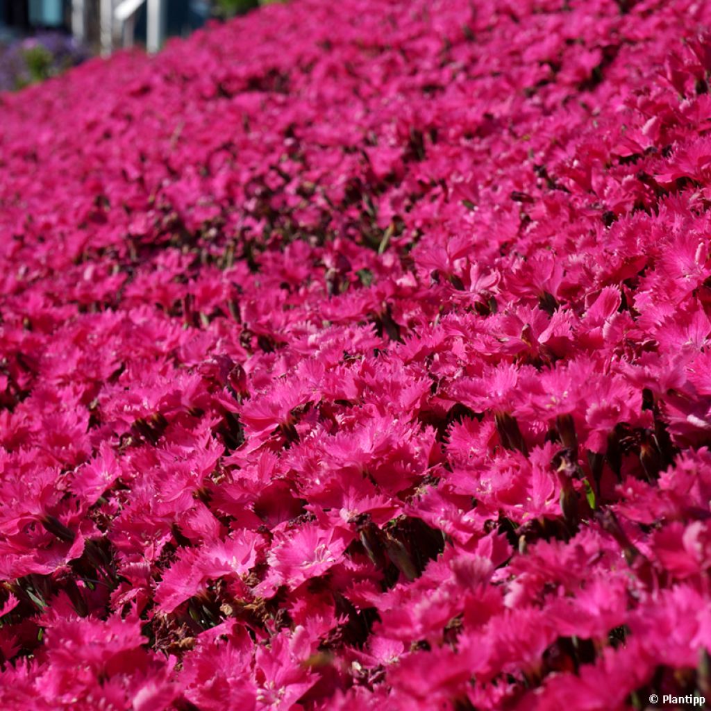 Dianthus Vivid Bright Light - Oeillet tapissant