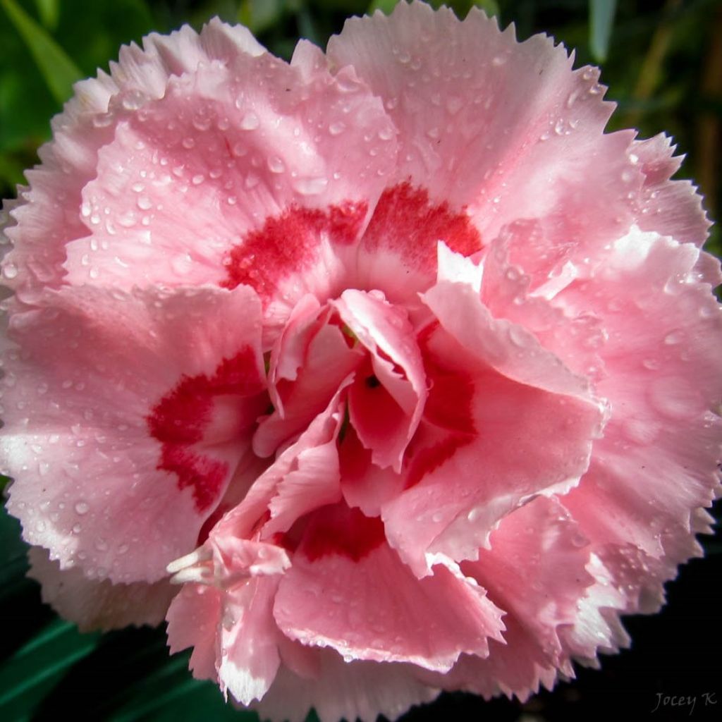 Garten-Nelke Whatfield Supergem - Dianthus