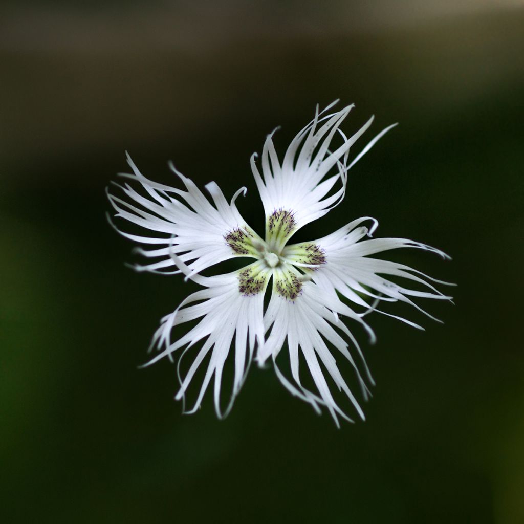 Dianthus arenarius - Gewöhnliche Sand-Nelke