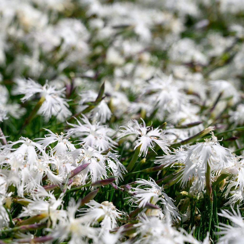 Dianthus arenarius - Gewöhnliche Sand-Nelke