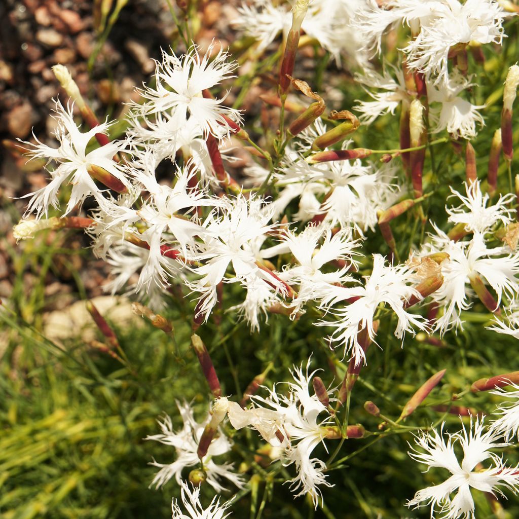 Dianthus arenarius - Gewöhnliche Sand-Nelke