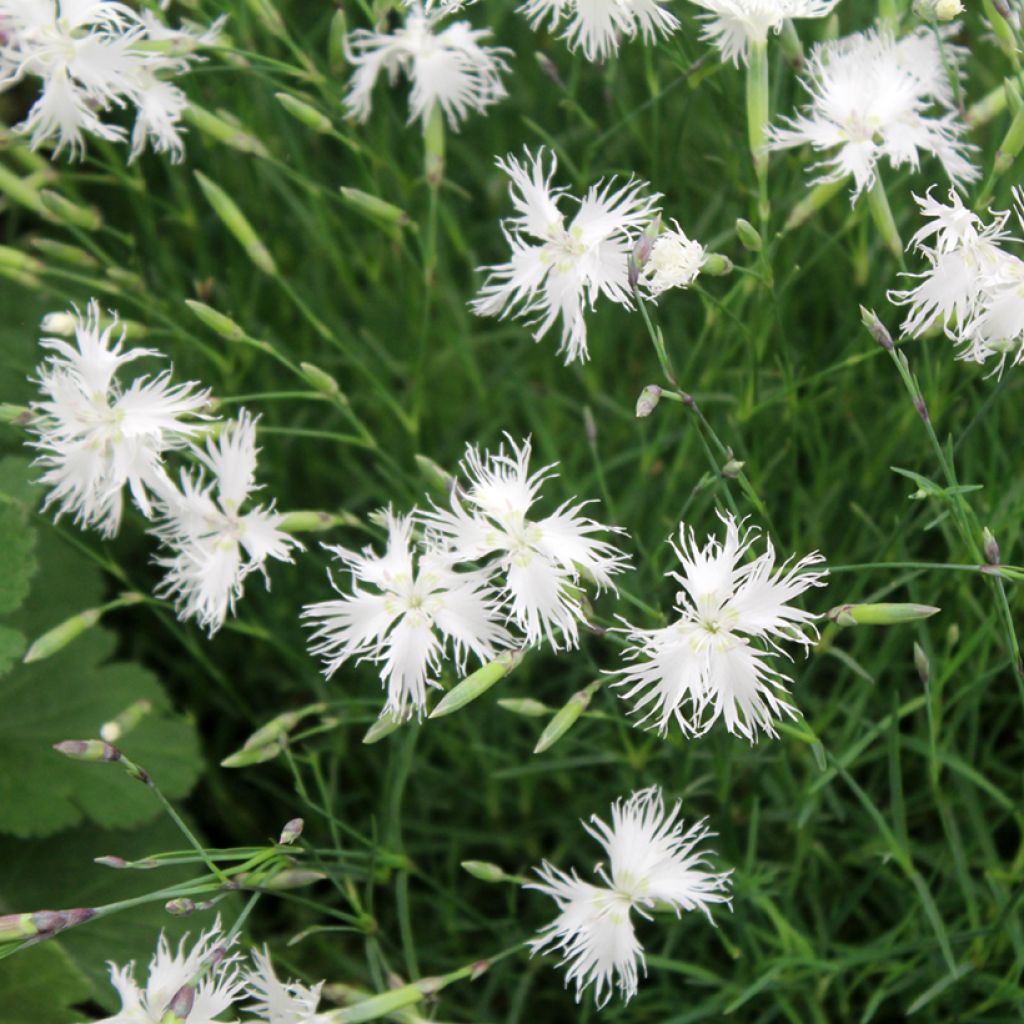 Dianthus arenarius - Gewöhnliche Sand-Nelke