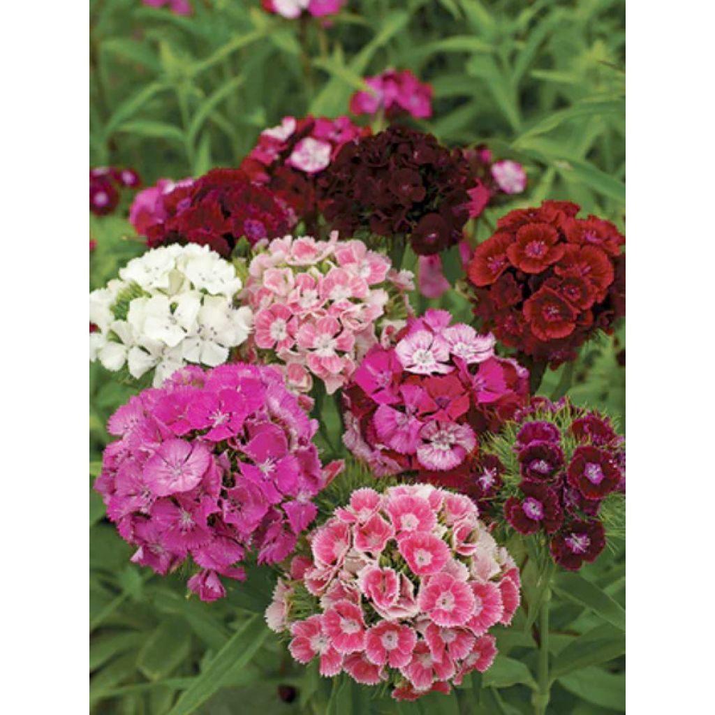 Dianthus barbatus Etournelle Formula Mix (Samen) - Bartnelke