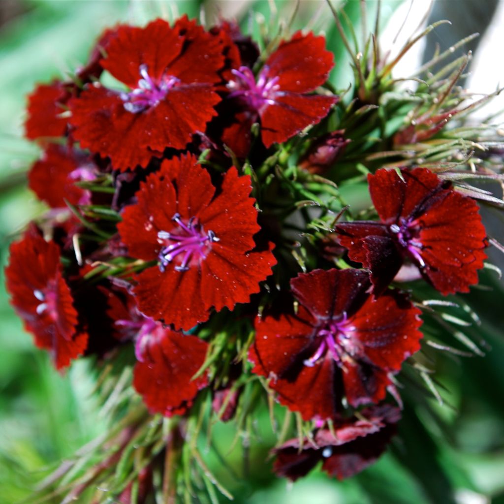 Dianthus barbatus Oeschberg - Bartnelke