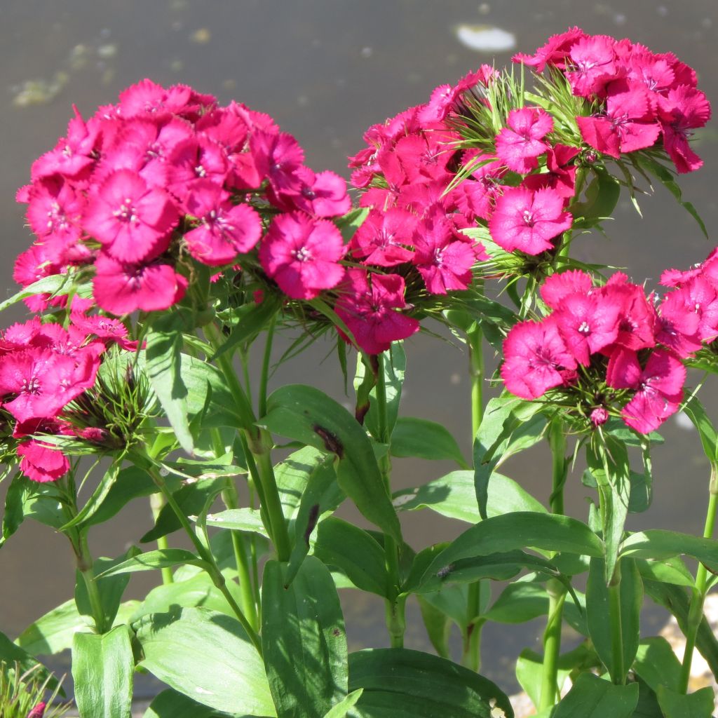 Dianthus barbatus Pink Beauty, Oeillet