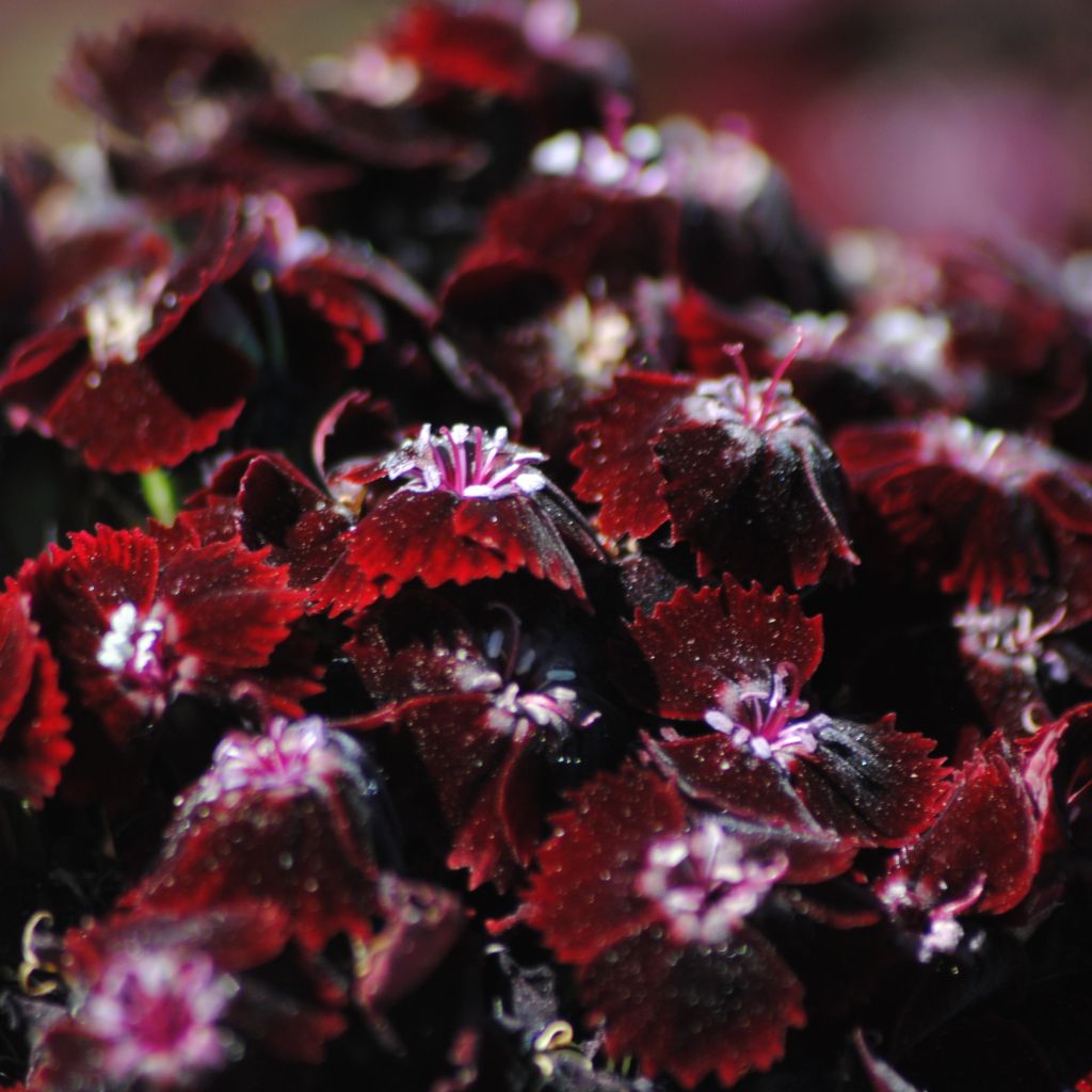 Dianthus barbatus Nigrescens Sooty - Bartnelke