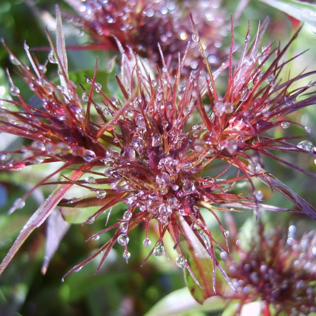 Dianthus barbatus Nigrescens Sooty - Bartnelke