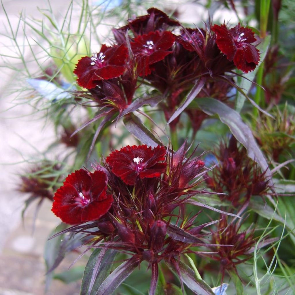 Dianthus barbatus Nigrescens Sooty - Bartnelke