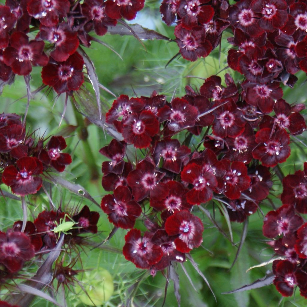 Dianthus barbatus Nigrescens Sooty - Bartnelke