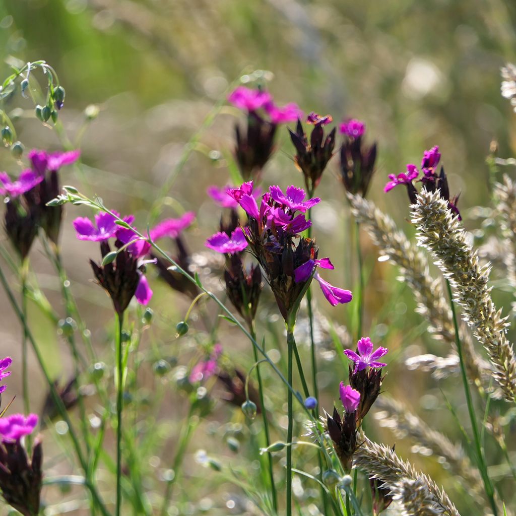 Karthäuser-Nelke - Dianthus carthusianorum