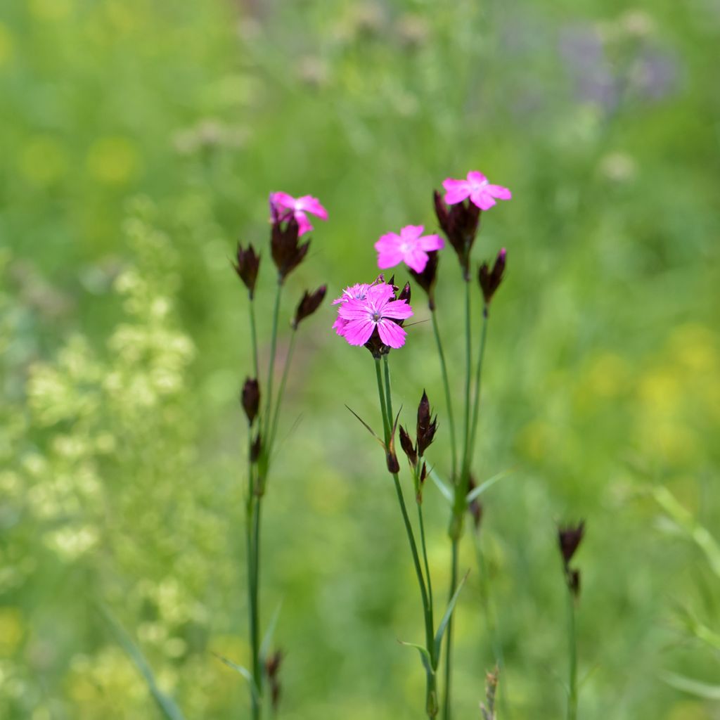 Karthäuser-Nelke - Dianthus carthusianorum