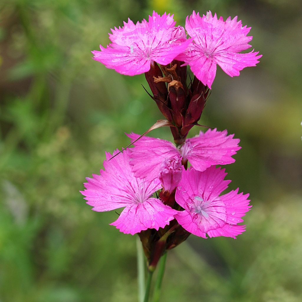 Karthäuser-Nelke - Dianthus carthusianorum