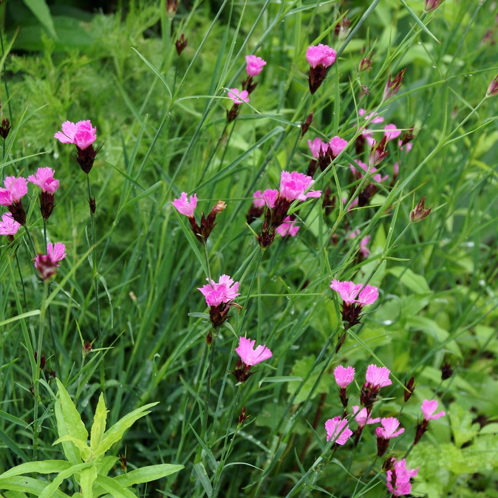 Karthäuser-Nelke - Dianthus carthusianorum